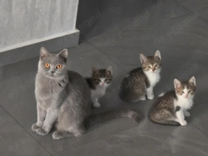 Vând pisică British Shorthair - imagine 5
