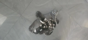 Vând pisică British Shorthair - imagine 4