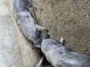 Vand grăsuni pietran - imagine 4