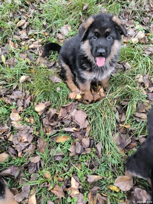 Disponibili pui ciobanesc german cu par scurt si par lung - imagine 5