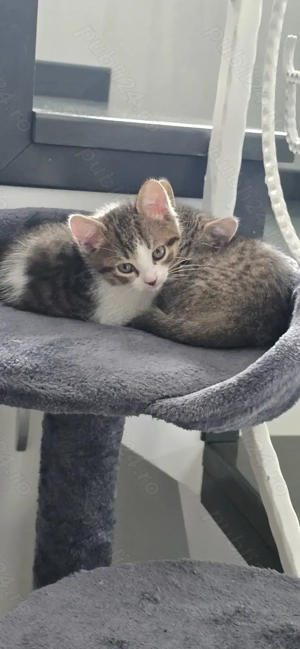 Vând pisică British Shorthair - imagine 2