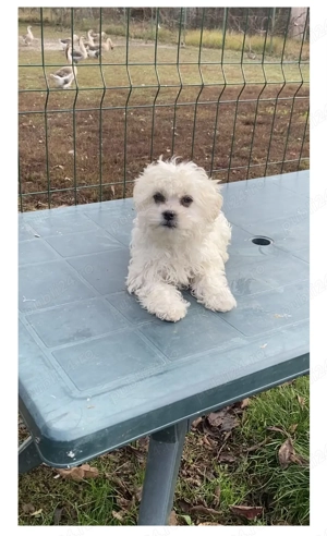 Bichon frise toy - imagine 3