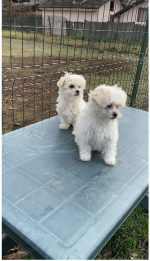 Bichon frise toy - imagine 2