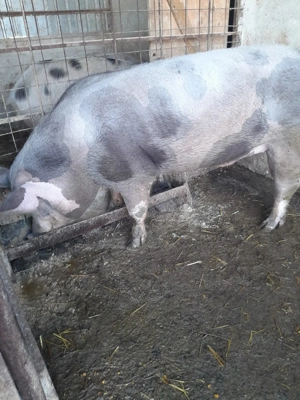 Vand porci grași.. .