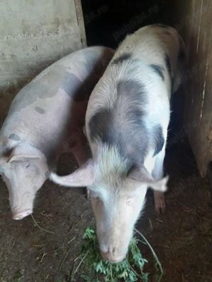 Vand porci grași.. .