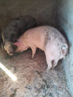 Vand porci grași.. . - imagine 2