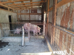 vand porc de craciun - imagine 2