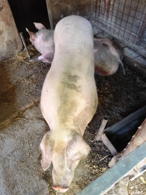 vand porc de craciun - imagine 3