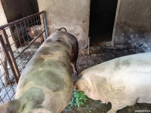 vand porc de craciun