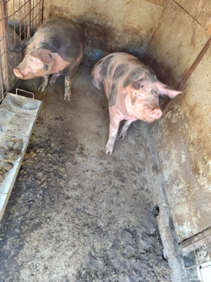 vand porc de craciun - imagine 4