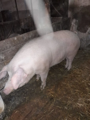 Vând scroafa pt sacrificat. - imagine 4