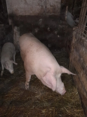 Vând scroafa pt sacrificat.