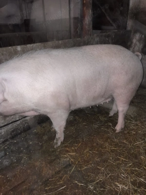 Vând scroafa pt sacrificat. - imagine 3