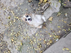    Ofer spre adopție un cățel metis Pekinez   Cavalier King Charles!    - imagine 5