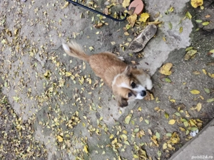    Ofer spre adopție un cățel metis Pekinez   Cavalier King Charles!    - imagine 4