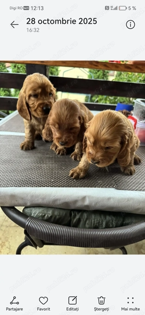 Vând cocker spaniel vârstă 2 luni 