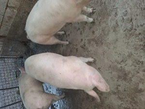 Vand porci 140 kg - 180 KG - imagine 2