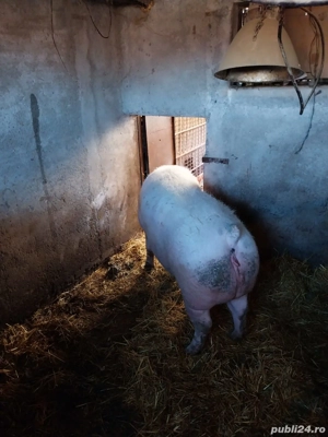 Vând purcea 250 -280 kg