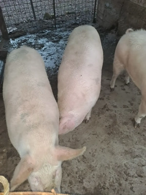 Vand porci 140 kg - 180 KG