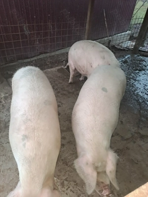 Vand porci 140 kg - 180 KG - imagine 3