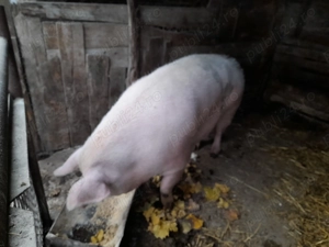 Vand porci pentru sacrificare. - imagine 2