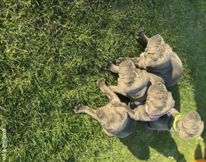 catei cane corso blue 