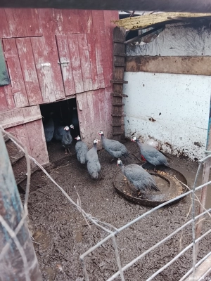 Vind bibilici mai mici si mai mari din  mai si iunie