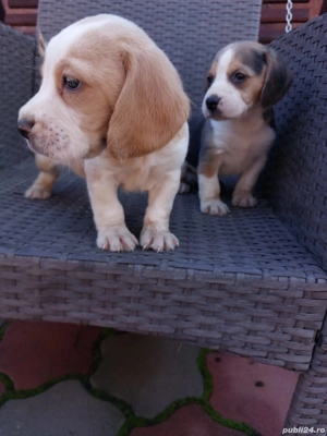 Căței beagle tricolor și bicolor 