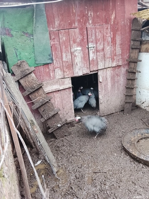 Vind bibilici mai mici si mai mari din  mai si iunie - imagine 2