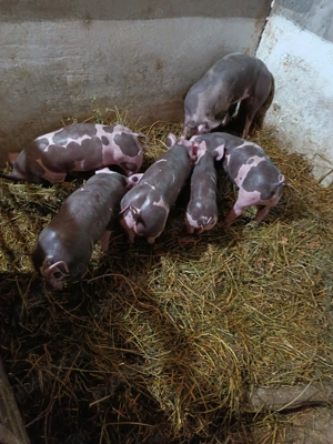 Purcei Pietrain pur - imagine 2