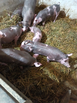 Purcei Pietrain pur - imagine 3