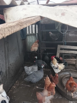 Vind bibilici mai mici si mai mari din  mai si iunie - imagine 3