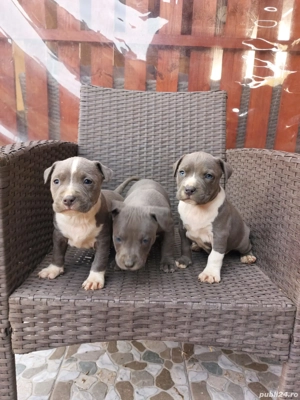 Căței Amstaff blue