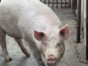 Vand porc de carne - imagine 2