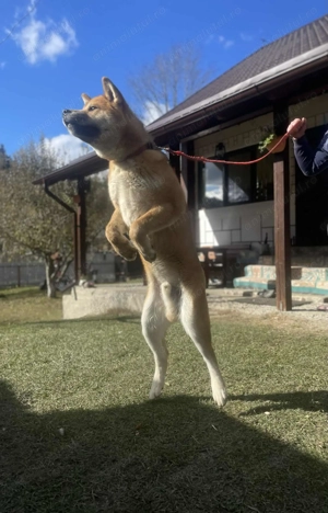 De vânzare  Akita japonez 