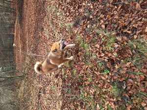 De vânzare Akita japonez plin de energie!