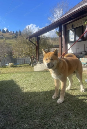 De vânzare  Akita japonez  - imagine 2