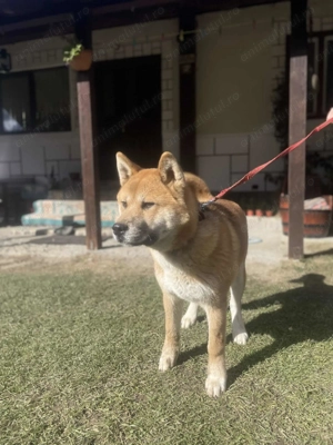 De vânzare  Akita japonez  - imagine 3