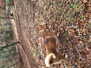 De vânzare  Akita japonez  - imagine 5