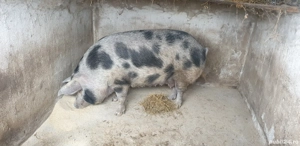 scroafa de vanzare pt sacrificat  - imagine 2