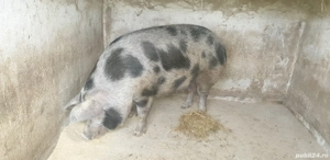 scroafa de vanzare pt sacrificat  - imagine 3