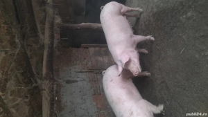De vânzare purcei și porci mari  - imagine 2