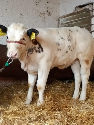 Vând Vițeaua Belgiană 3 luni.