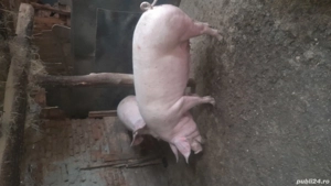 De vânzare purcei și porci mari  - imagine 3