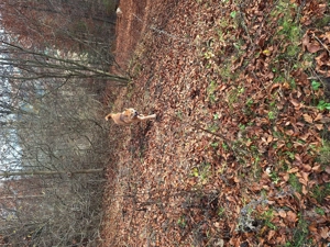 De vânzare Akita japonez plin de energie! - imagine 2