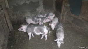 De vânzare purcei și porci mari  - imagine 4