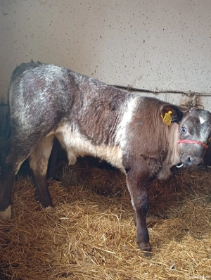 Vând Vițel Belgian . - imagine 4