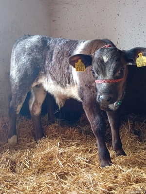 Vând Vițel Belgian . - imagine 3