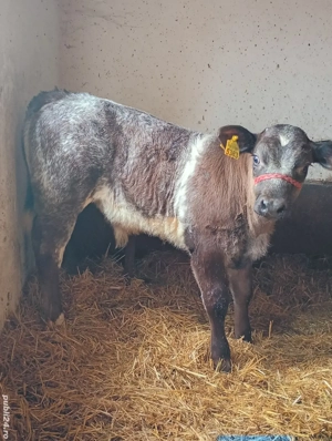 Vând Vițel Belgian . - imagine 2