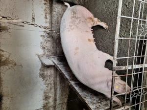 Scroafa de vanzare ....